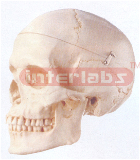 HUMAN SKULL, ARTIFICIAL